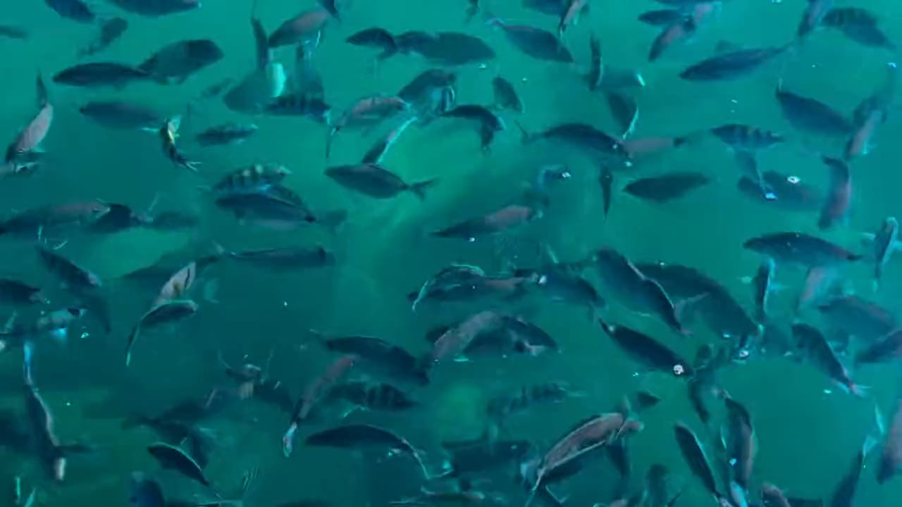 School of fish in emerald green water under the deck of Pousada Convés, in Araçatiba, Ilha Grande