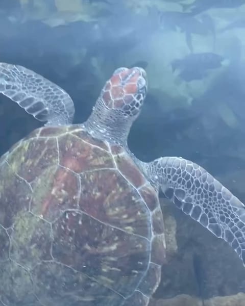 Tartaruga marinha nadando na água transparente da Enseada de Araçatiba, Ilha Grande, Angra dos Reis